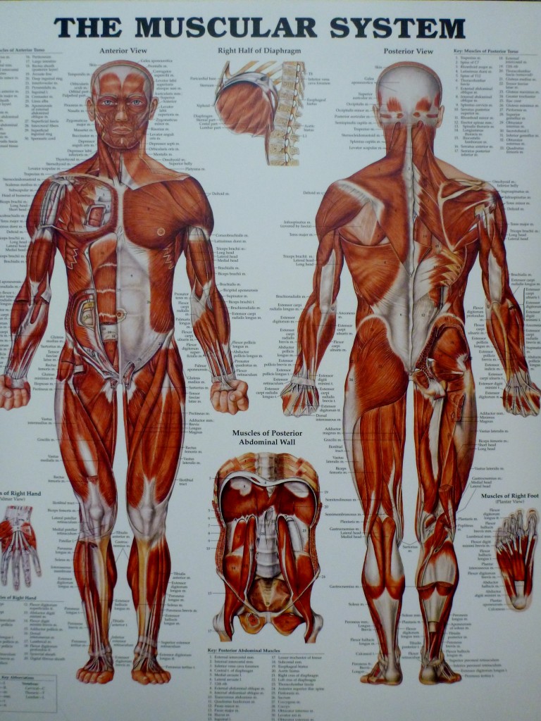 Muscular System